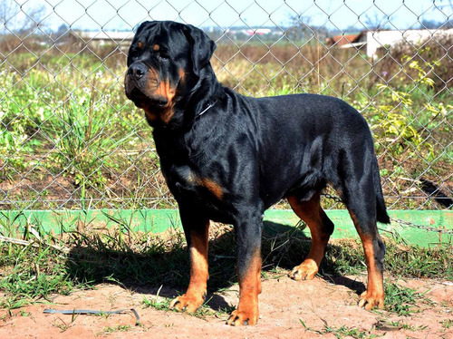 Rottweiler Filhotes Puros