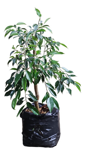 Arbolito Para Bonsái  Ficus Amosquite Higuera De Árbol 1-b