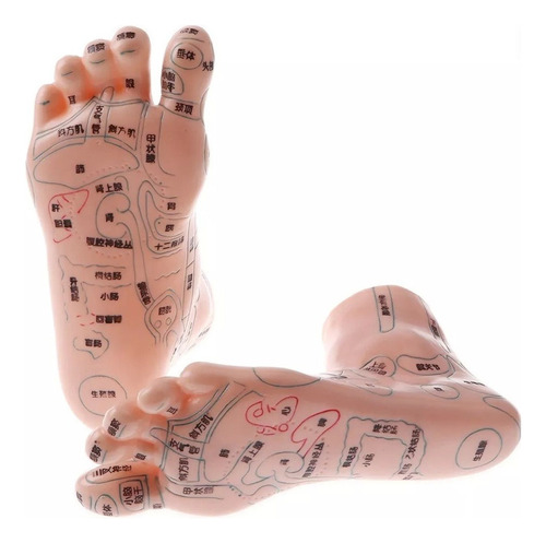 19cm Massagem Acupuntura Pés Modelo Reflexologia Acupoint E