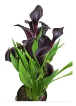 Comprar Sobre Para Sembrar 15 Plantas Cartuchos O Calas Negras 