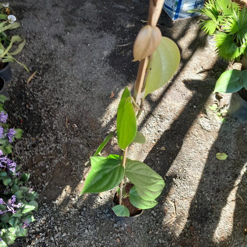 Muda De Pimenta Do Reino Trepadeira