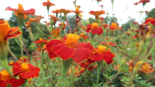 Tagetes Pátula | French Marigold