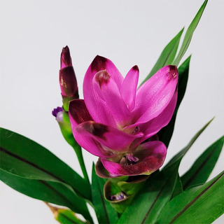 Flor Curcuma Branca | MercadoLivre 📦