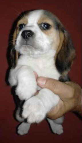 Beagle Cachorros !!