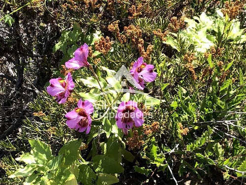 Imagen 16 de 25 de Venta Sitio En Arrayan Costero, La Serena
