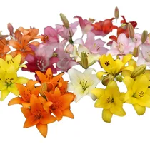 Comprar Bulbos De Lilium X10 Bulbos Mix Asiáticos 5 Colores Holanda