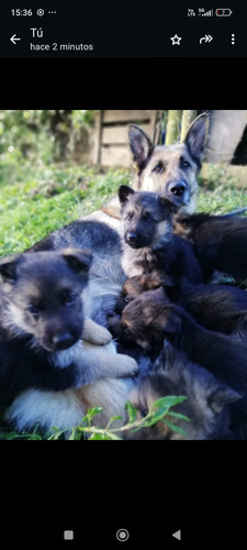 Cachorros 2 Meses De Vida 