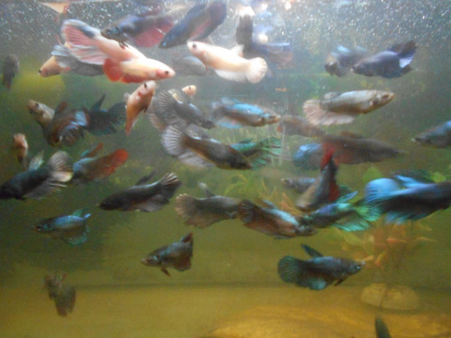 Imagen 5 de 6 de Peces Bettas