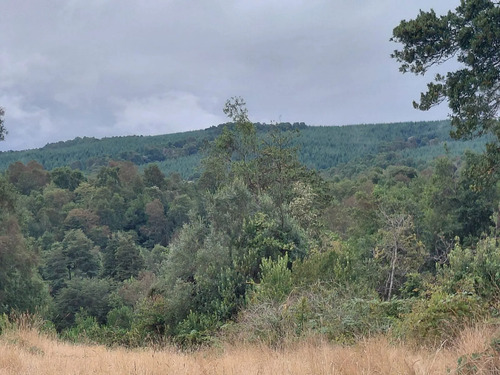 Espectacular Campo De 200 Hectareas En Loncoche
