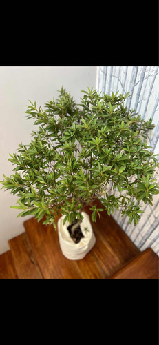 Planta De Exterior Azalea En Maceta Soplada 20 Lts!!