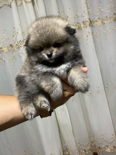 Hermosos Cachorros Pomerania 