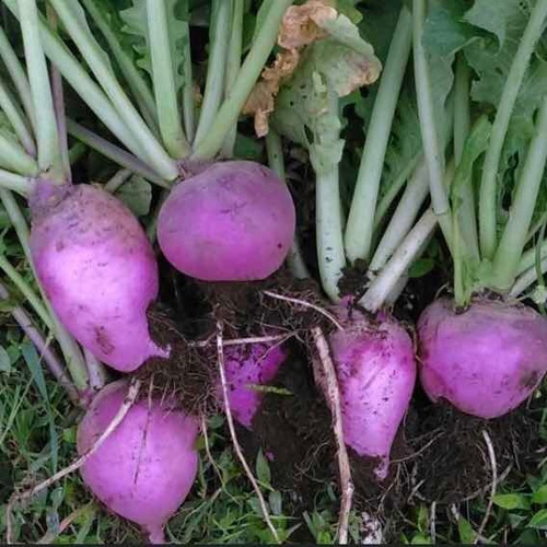 Semillas De Rábano Morado