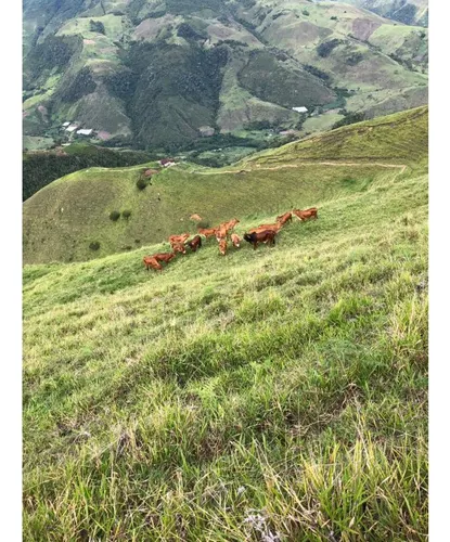Se Vende Finca Naranjal - Roldanillo