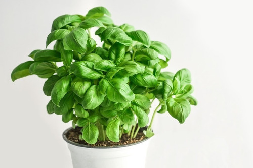 Sobre Para Sembrar 25 Plantas Aromaticas Albahaca Pesto