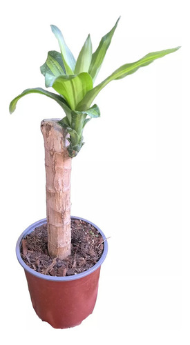 Planta Palo De Brasil Para Que Sirve