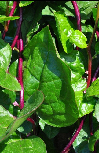 Semillas De Espinacas Rojas De Ceilán Malabar Vegetales