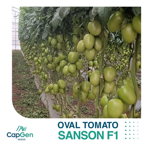 Semilla De Tomate Indeterminado Hibrido Sanson F1 Capgen