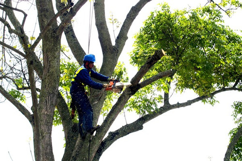Imagen 4 de 4 de Poda De Arboles Altos Cesped Jardineria Limpiezas Escombros