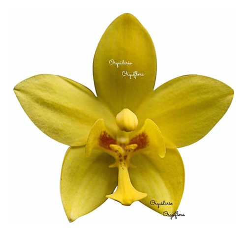 Orquídea Spathoglottis Amarela Kimballiana Planta Adulta | MercadoLivre
