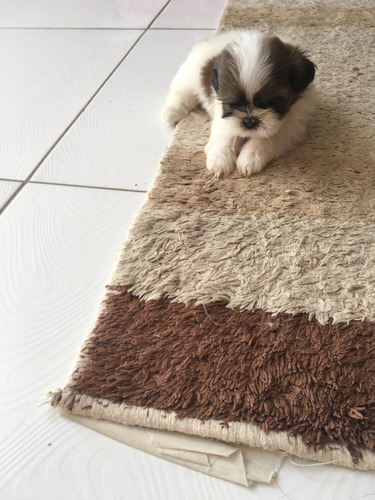 Cachorro
