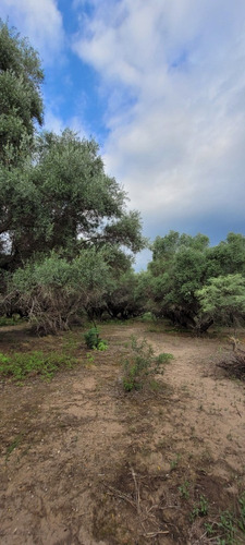 Imagen 11 de 27 de Oportunidad Hermoso Campo Productivo Las Tapias
