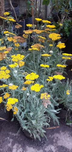Imagen 2 de 6 de Achillea Filipendulina