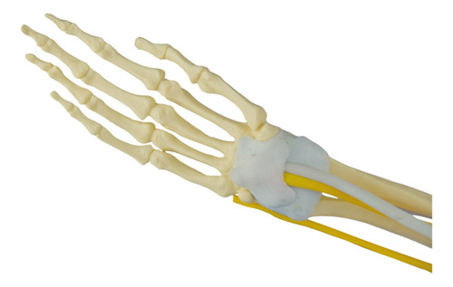 Modelo Anatômico Braço Ossos Músculos Ligamentos Nervos