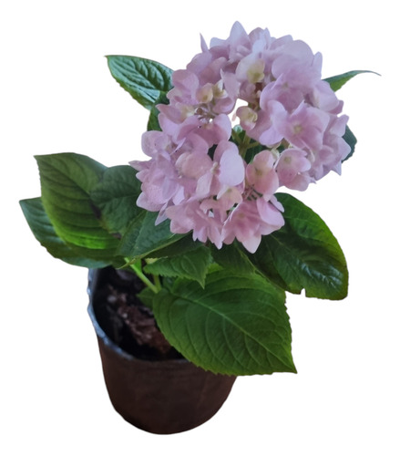 Hortensia Rosado