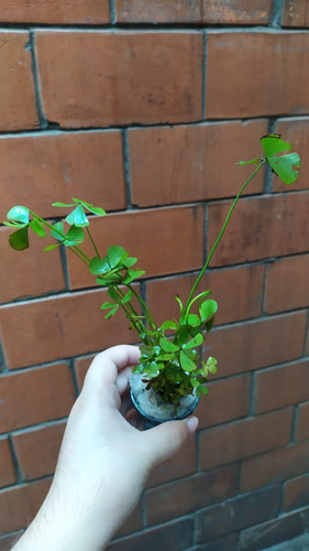 Marsilea Trébol De Agua Planta Acuática Bajos O Medios Req