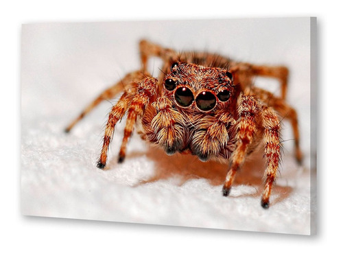 Cuadro 40x60cm Tarantula Araña Spider Insecto Wild P4