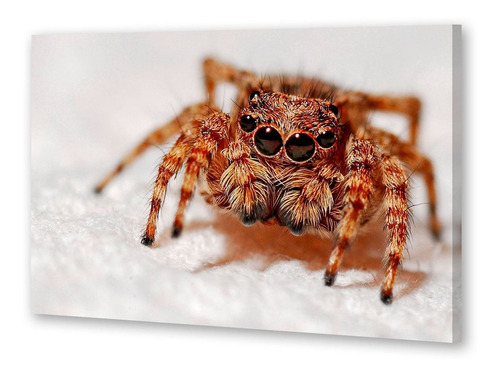 Cuadro 30x45cm Tarantula Araña Spider Insecto Wild P4