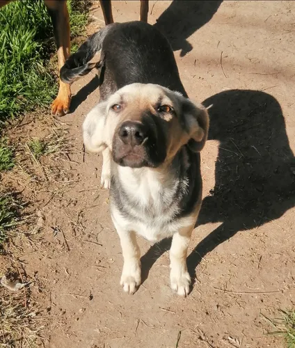 comprar Cachirrito En Adopción Muy Responsable..