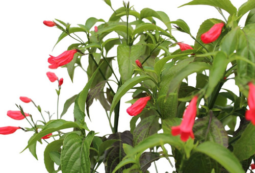 Planta De Gota De Sangre (ruellia Angustiflora)