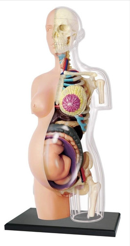 4d Anatomia Cuerpo Femenino Mujer Embarazada Embarazo 26084