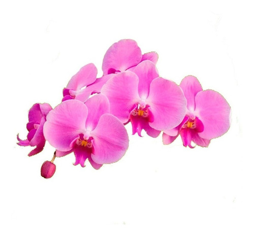 Medio De Cultivo Para Orquídeas In Vitro 1l Vitroplantas