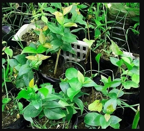 Imagen 1 de 1 de Plantines De Pitanga Arbusto Nativo Frutal  Consulte Antes