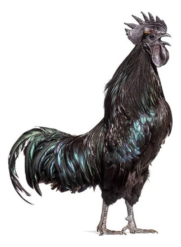 Ovos Férteis Ayam Cemani Indonésios 10 Unidades