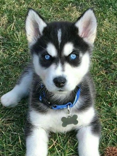 Husky Siberiano. Super Calidad