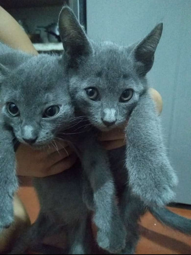 Gatos Ruzo Azul 