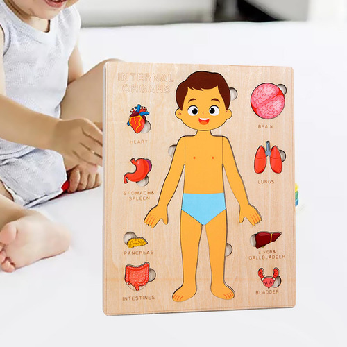 Puzzles Montessori: Cuerpo Humano, Órgano Extraíble
