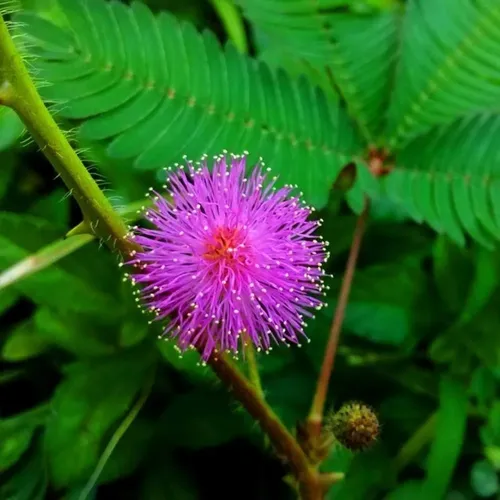 Mimosa pudica