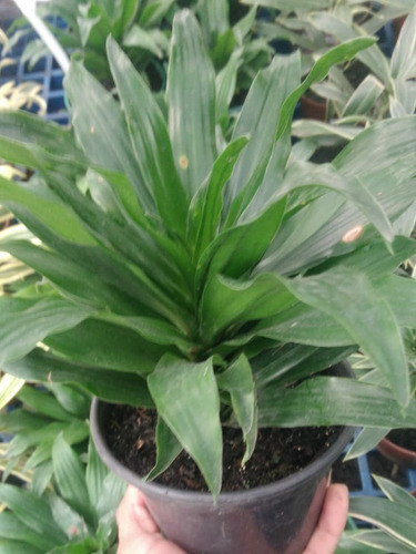 Muda Dracena Compacta ( Vaso 12)