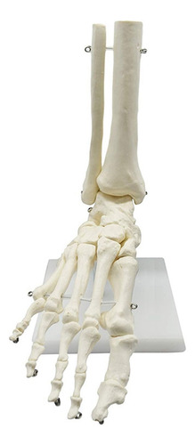 Modelo De Anatomía Del Pie Esquelético Humano 1:1: Pie Y Tob