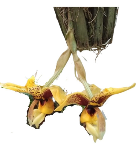 Kit Orquídea Sobralia + Stanhopea Tigrina Muda Adulta