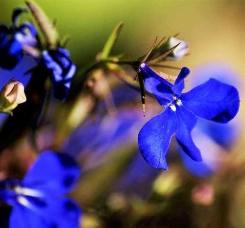 Semillas De Lobelia Erinus - Crystal Palace Azul Francia