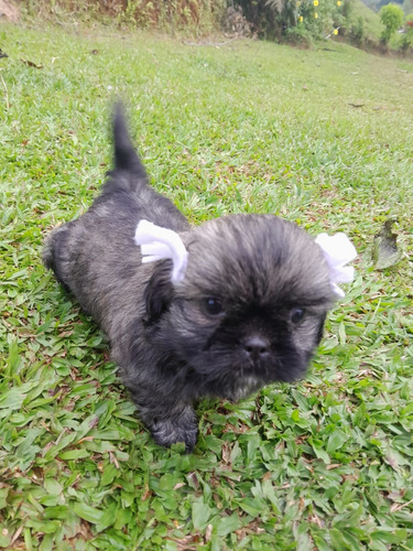 Cachorros Shih Tzu Manto Negro Perros En Venta En Bogotá