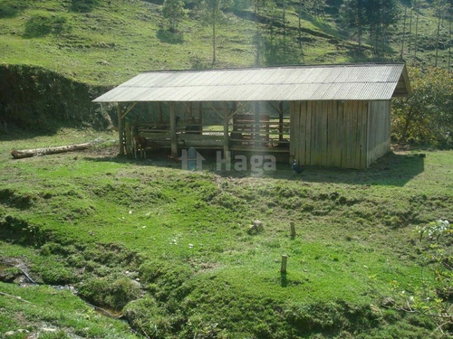 Imagem 29 de 30 de Sítio À Venda No Bairro Ourinho - Botuverá/sc - 1993