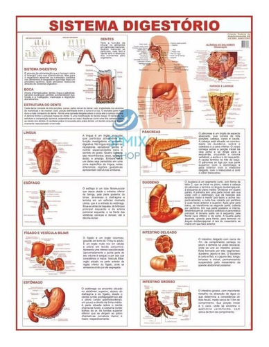 Mapa Corpo Humano Sistema Digestório 120 X 90 Cm 