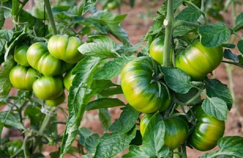 50 Semillas De Tomate Raf + Instructivo
