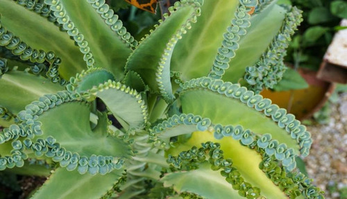 Kalanchoe 18 Pz 5 Variedades Envio Incluido